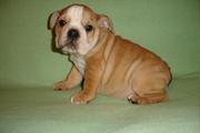 BRITISH BULLDOG PUPPIES NOW READY FOR SALE 