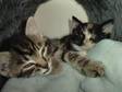 kittens for sale. two gorgus fluffy female kittens there....