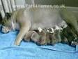 british bulldog puppies. 7 british bulldog pups we have....
