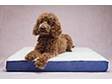 Heated Dog Bed- Petcare- Keep Your Pooch Warm (618)