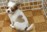 Chihuahua puppies for adopting