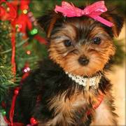 Yorkshire Terrier Puppies For good homes