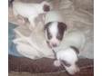 JACK RUSSEL PUPPIES FOR SALE.1 brown/white girl left.....