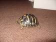 For Sale Hermanns Tortoise