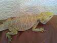 Bloodred X Citurs Beadie Dragon for Sale 30 Pound Bargain